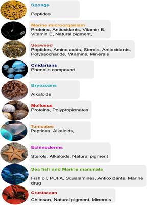 Frontiers | Novel Bioactive Compounds From Marine Sources As A Tool For ...